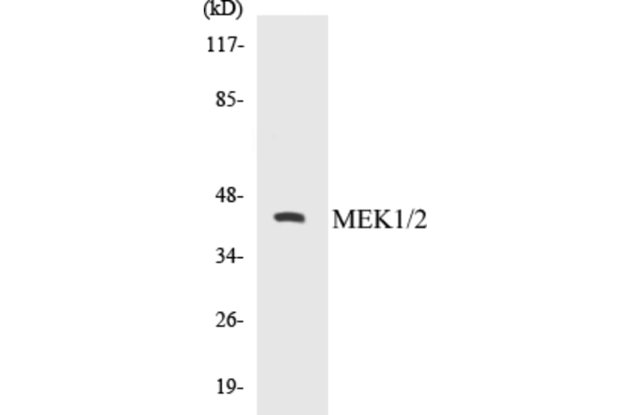 Western Blot - MEK1 + 2 Cell Based ELISA Kit (CB5440) - Antibodies.com