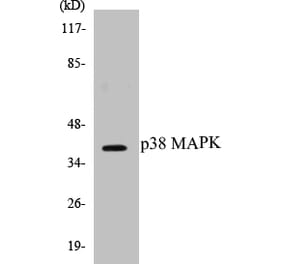 Western Blot - p38 MAPK Cell Based ELISA Kit (CB5514) - Antibodies.com