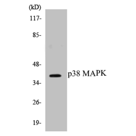 Western Blot - p38 MAPK Cell Based ELISA Kit (CB5514) - Antibodies.com