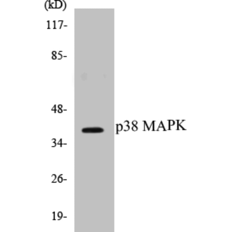 Western Blot - p38 MAPK Cell Based ELISA Kit (CB5514) - Antibodies.com
