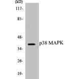 Western Blot - p38 MAPK Cell Based ELISA Kit (CB5514) - Antibodies.com
