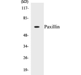 Western Blot - Paxillin Cell Based ELISA Kit (CB5538) - Antibodies.com