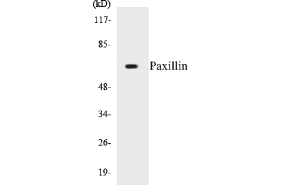 Western Blot - Paxillin Cell Based ELISA Kit (CB5538) - Antibodies.com