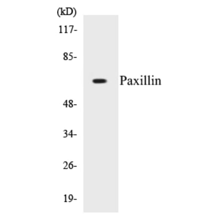 Western Blot - Paxillin Cell Based ELISA Kit (CB5538) - Antibodies.com