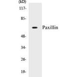 Western Blot - Paxillin Cell Based ELISA Kit (CB5538) - Antibodies.com