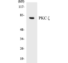Western Blot - PKC zeta Cell Based ELISA Kit (CB5565) - Antibodies.com