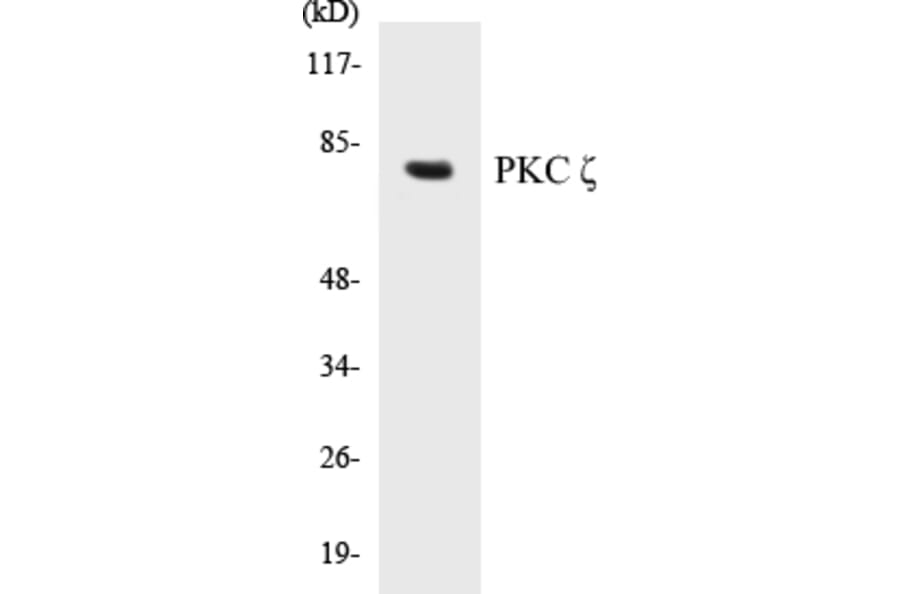 Western Blot - PKC zeta Cell Based ELISA Kit (CB5565) - Antibodies.com