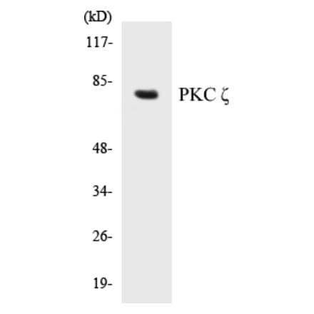 Western Blot - PKC zeta Cell Based ELISA Kit (CB5565) - Antibodies.com