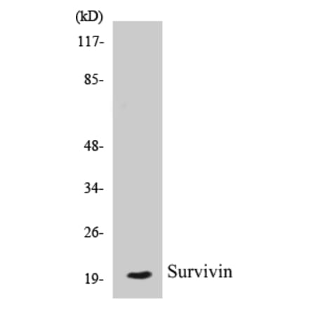 Western Blot - Survivin Cell Based ELISA Kit (CB5666) - Antibodies.com