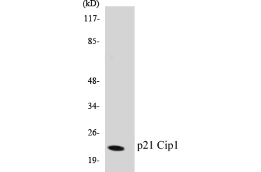 Western Blot - p21Cip1 Cell Based ELISA Kit (CB5510) - Antibodies.com