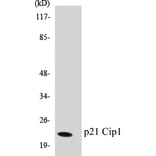 Western Blot - p21Cip1 Cell Based ELISA Kit (CB5510) - Antibodies.com