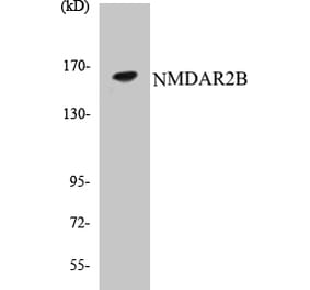 Western Blot - NMDAR2B Cell Based ELISA Kit (CB5493) - Antibodies.com