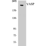 Western Blot - Tuberin Cell Based ELISA Kit (CB5707) - Antibodies.com