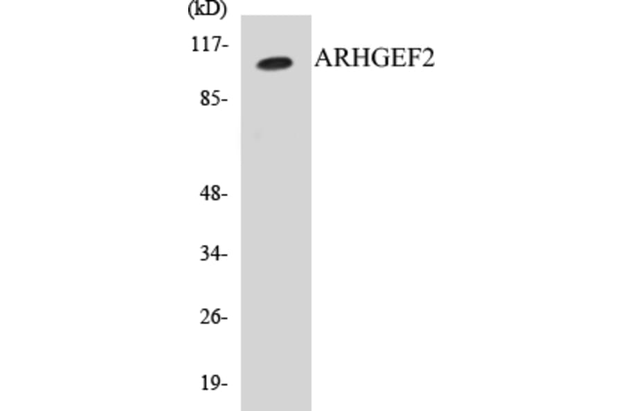 Western Blot - ARHGEF2 Cell Based ELISA Kit (CB5048) - Antibodies.com
