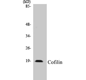 Western Blot - Cofilin Cell Based ELISA Kit (CB5152) - Antibodies.com