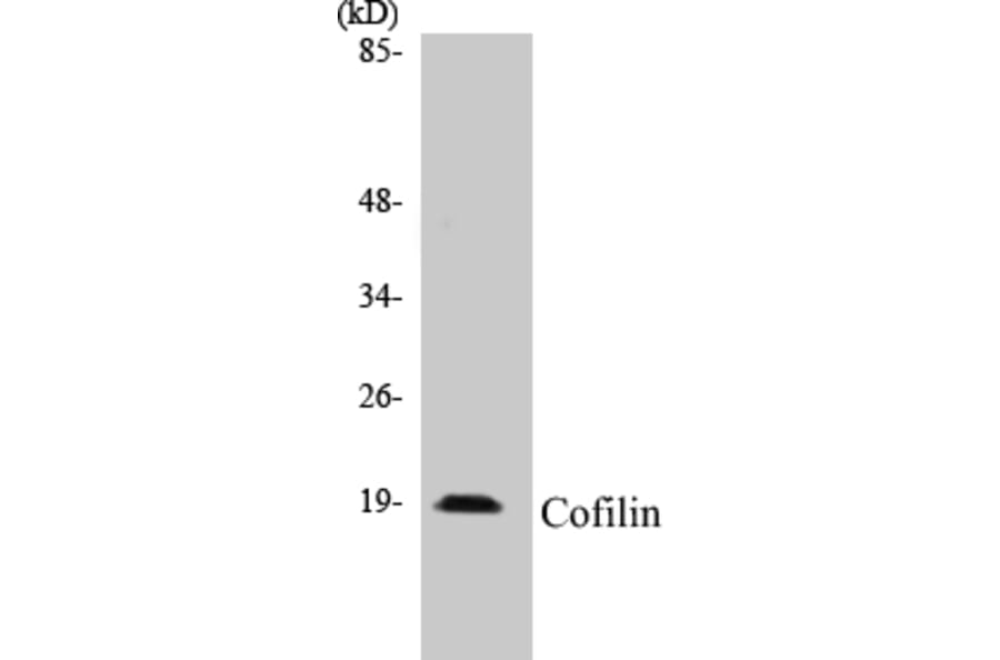 Western Blot - Cofilin Cell Based ELISA Kit (CB5152) - Antibodies.com