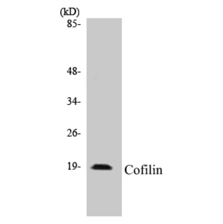 Western Blot - Cofilin Cell Based ELISA Kit (CB5152) - Antibodies.com
