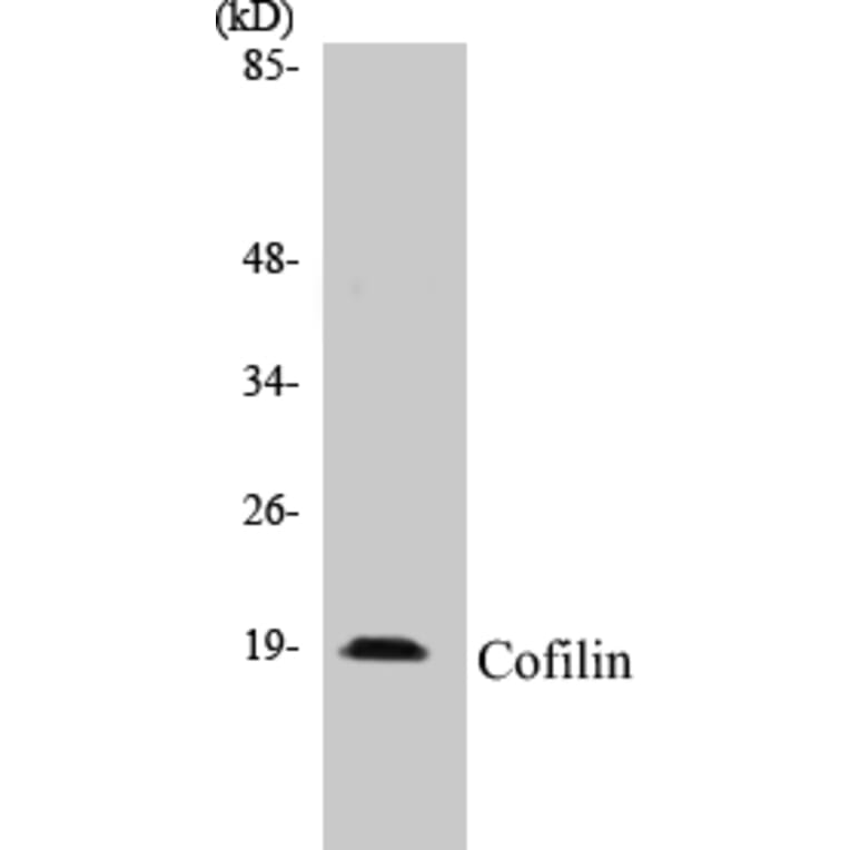 Western Blot - Cofilin Cell Based ELISA Kit (CB5152) - Antibodies.com