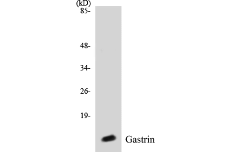 Western Blot - Gastrin Cell Based ELISA Kit (CB5288) - Antibodies.com