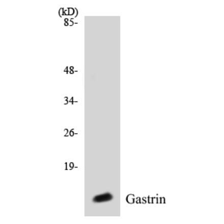 Western Blot - Gastrin Cell Based ELISA Kit (CB5288) - Antibodies.com