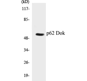 Western Blot - p62 Dok Cell Based ELISA Kit (CB5521) - Antibodies.com