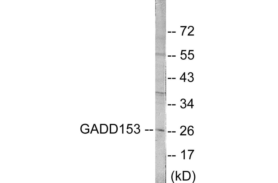 Western Blot - GADD153 Cell Based ELISA Kit (CB5748) - Antibodies.com