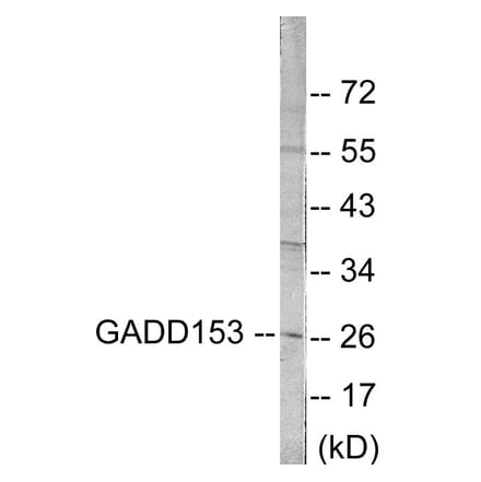 Western Blot - GADD153 Cell Based ELISA Kit (CB5748) - Antibodies.com