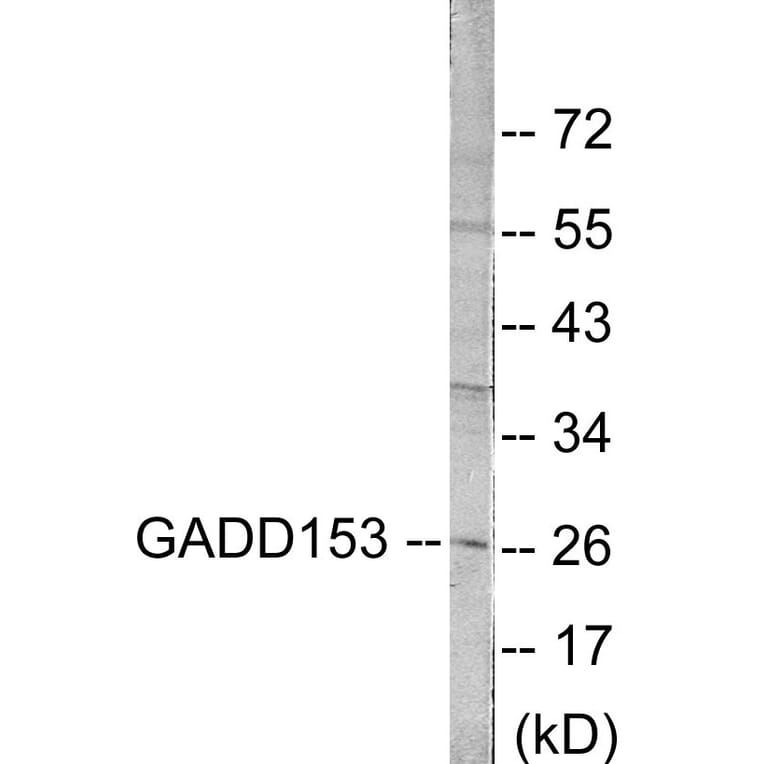 Western Blot - GADD153 Cell Based ELISA Kit (CB5748) - Antibodies.com