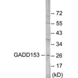 Western Blot - GADD153 Cell Based ELISA Kit (CB5748) - Antibodies.com