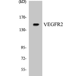 Western Blot - VEGFR2 Cell Based ELISA Kit (CB5723) - Antibodies.com