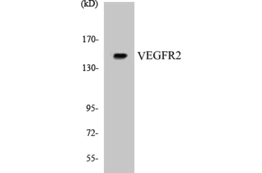 Western Blot - VEGFR2 Cell Based ELISA Kit (CB5723) - Antibodies.com