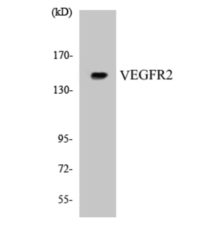 Western Blot - VEGFR2 Cell Based ELISA Kit (CB5723) - Antibodies.com