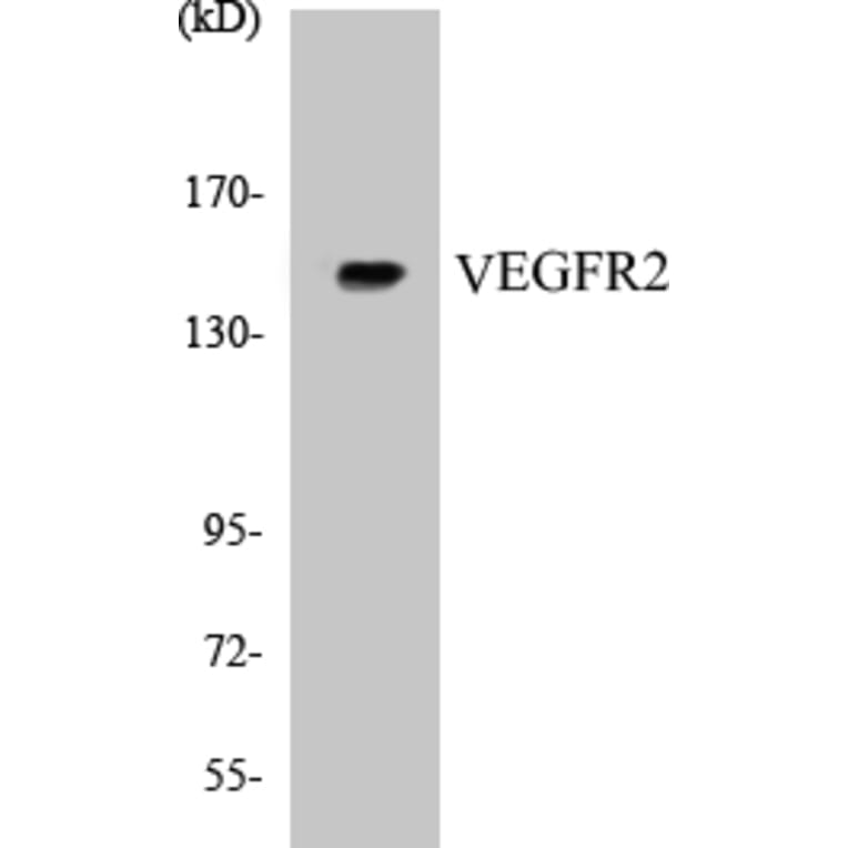 Western Blot - VEGFR2 Cell Based ELISA Kit (CB5723) - Antibodies.com
