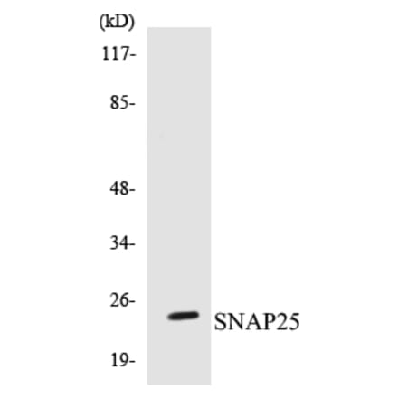 Western Blot - SNAP25 Cell Based ELISA Kit (CB5644) - Antibodies.com