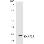 Western Blot - SNAP25 Cell Based ELISA Kit (CB5644) - Antibodies.com