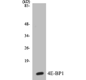 Western Blot - 4E-BP1 Cell Based ELISA Kit (CB5008) - Antibodies.com