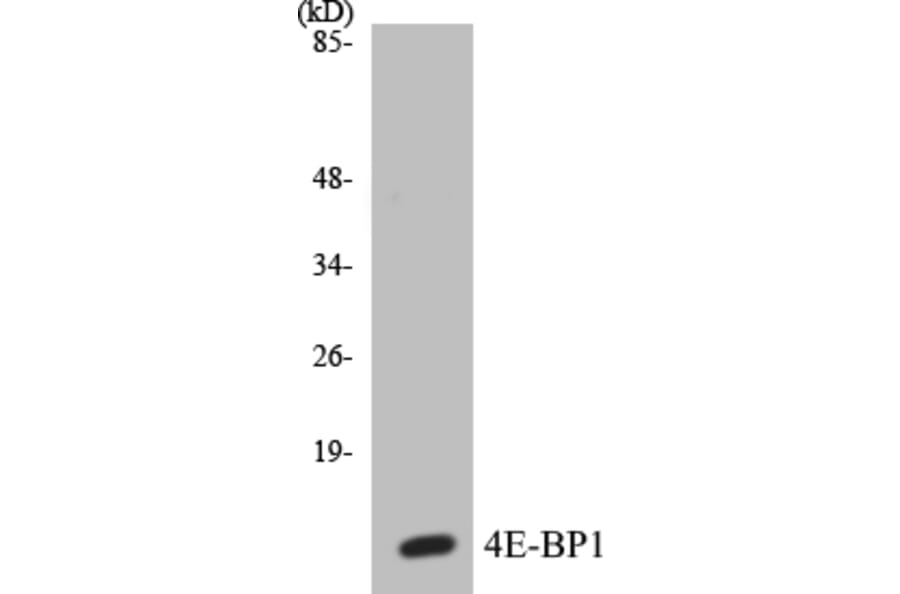 Western Blot - 4E-BP1 Cell Based ELISA Kit (CB5008) - Antibodies.com