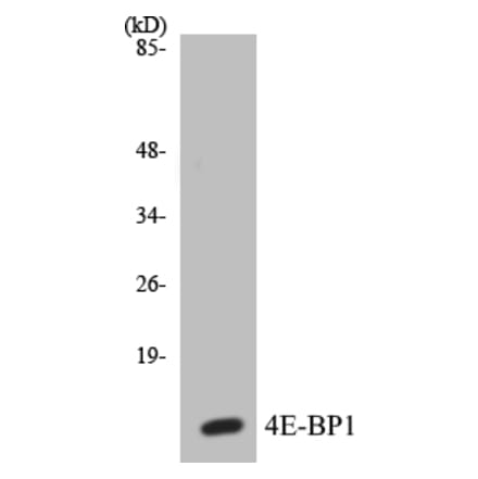 Western Blot - 4E-BP1 Cell Based ELISA Kit (CB5008) - Antibodies.com