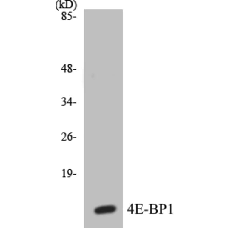 Western Blot - 4E-BP1 Cell Based ELISA Kit (CB5008) - Antibodies.com