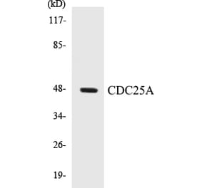 Western Blot - CDC25A Cell Based ELISA Kit (CB5125) - Antibodies.com