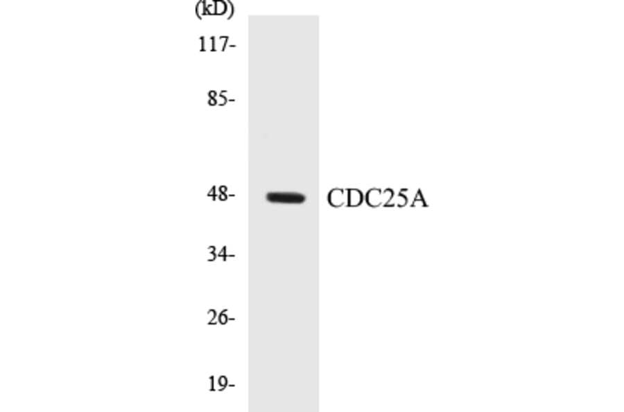 Western Blot - CDC25A Cell Based ELISA Kit (CB5125) - Antibodies.com