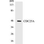 Western Blot - CDC25A Cell Based ELISA Kit (CB5125) - Antibodies.com