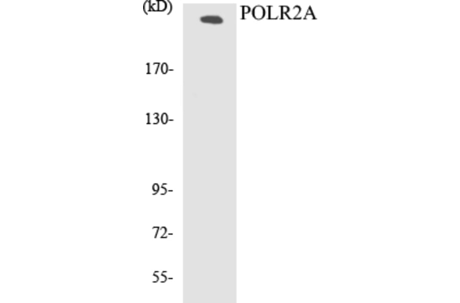 Western Blot - POLR2A Cell Based ELISA Kit (CB5580) - Antibodies.com
