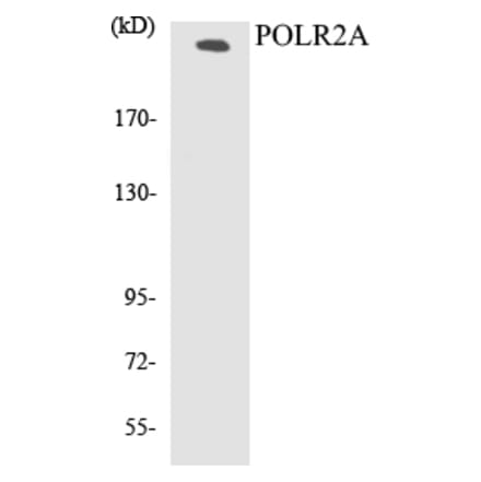 Western Blot - POLR2A Cell Based ELISA Kit (CB5580) - Antibodies.com