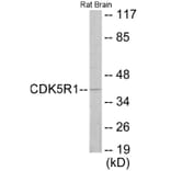 Western Blot - CDK5R1 Cell Based ELISA Kit (CB6013) - Antibodies.com