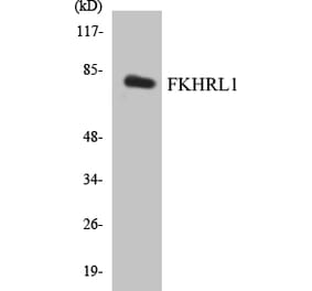 Western Blot - FKHRL1 Cell Based ELISA Kit (CB5269) - Antibodies.com