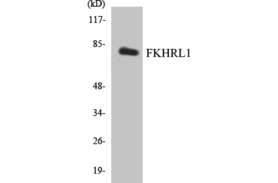 Western Blot - FKHRL1 Cell Based ELISA Kit (CB5269) - Antibodies.com