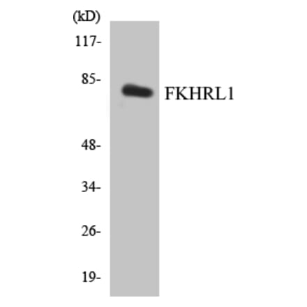 Western Blot - FKHRL1 Cell Based ELISA Kit (CB5269) - Antibodies.com