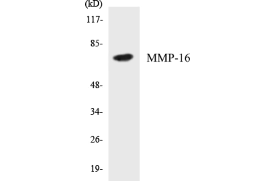Western Blot - MMP-16 Cell Based ELISA Kit (CB5460) - Antibodies.com