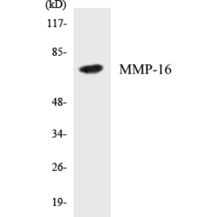 Western Blot - MMP-16 Cell Based ELISA Kit (CB5460) - Antibodies.com